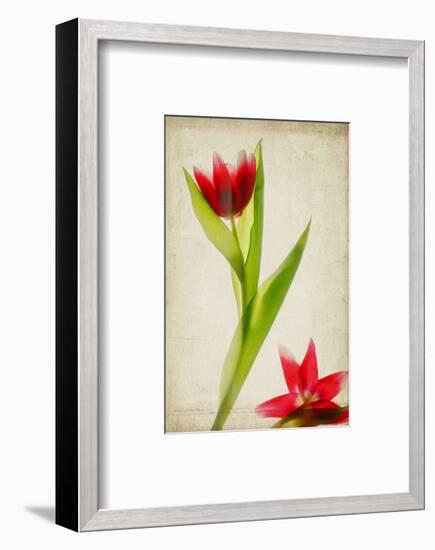 Red Tulips IV-Judy Stalus-Framed Art Print