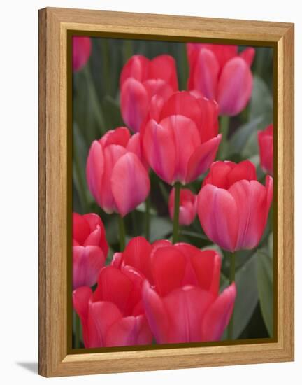 Red Tulips, Keukenhof, Park and Gardens Near Amsterdam, Netherlands, Europe-Amanda Hall-Framed Premier Image Canvas