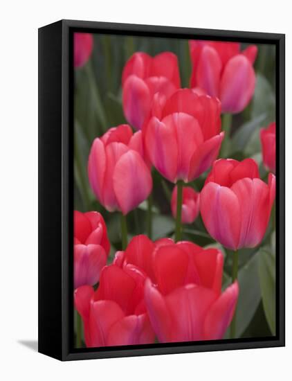 Red Tulips, Keukenhof, Park and Gardens Near Amsterdam, Netherlands, Europe-Amanda Hall-Framed Premier Image Canvas