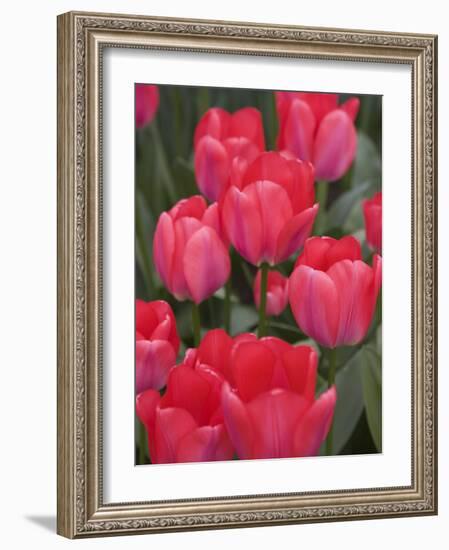 Red Tulips, Keukenhof, Park and Gardens Near Amsterdam, Netherlands, Europe-Amanda Hall-Framed Photographic Print