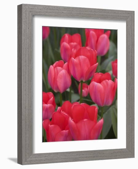 Red Tulips, Keukenhof, Park and Gardens Near Amsterdam, Netherlands, Europe-Amanda Hall-Framed Photographic Print