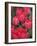 Red Tulips, Keukenhof, Park and Gardens Near Amsterdam, Netherlands, Europe-Amanda Hall-Framed Photographic Print