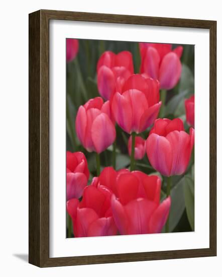 Red Tulips, Keukenhof, Park and Gardens Near Amsterdam, Netherlands, Europe-Amanda Hall-Framed Photographic Print