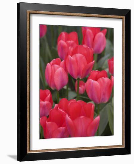 Red Tulips, Keukenhof, Park and Gardens Near Amsterdam, Netherlands, Europe-Amanda Hall-Framed Photographic Print