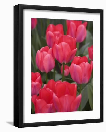 Red Tulips, Keukenhof, Park and Gardens Near Amsterdam, Netherlands, Europe-Amanda Hall-Framed Photographic Print