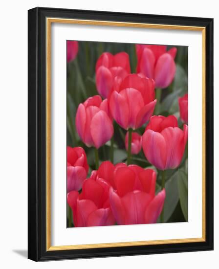 Red Tulips, Keukenhof, Park and Gardens Near Amsterdam, Netherlands, Europe-Amanda Hall-Framed Photographic Print