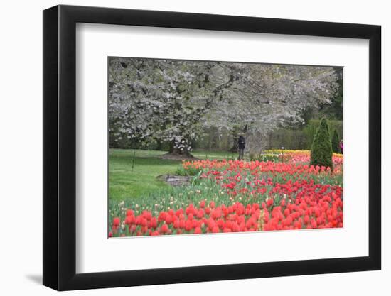 Red Tulips, Longwood Gardens, 2019-Anthony Butera-Framed Photographic Print
