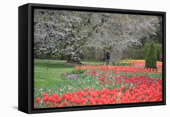 Red Tulips, Longwood Gardens, 2019-Anthony Butera-Framed Premier Image Canvas
