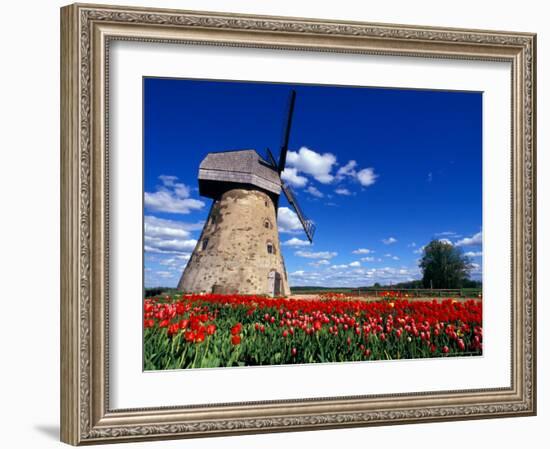 Red Tulips Surround a Traditional Windmill in Gauja National Park, Latvia-Janis Miglavs-Framed Photographic Print