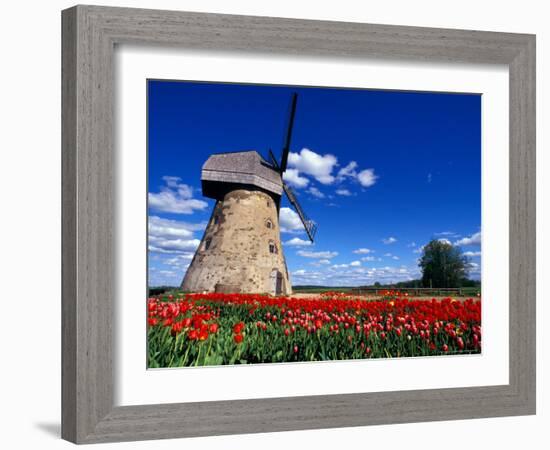 Red Tulips Surround a Traditional Windmill in Gauja National Park, Latvia-Janis Miglavs-Framed Photographic Print