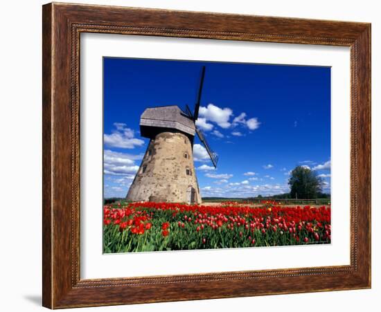 Red Tulips Surround a Traditional Windmill in Gauja National Park, Latvia-Janis Miglavs-Framed Photographic Print