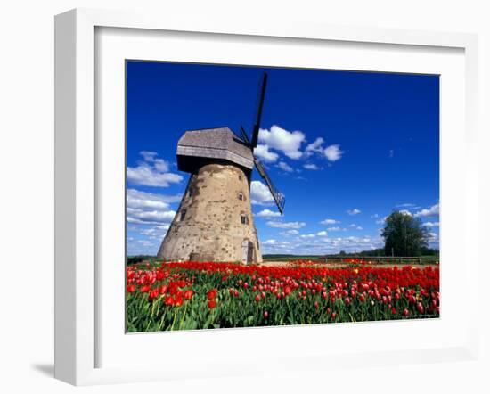 Red Tulips Surround a Traditional Windmill in Gauja National Park, Latvia-Janis Miglavs-Framed Photographic Print