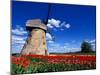 Red Tulips Surround a Traditional Windmill in Gauja National Park, Latvia-Janis Miglavs-Mounted Photographic Print