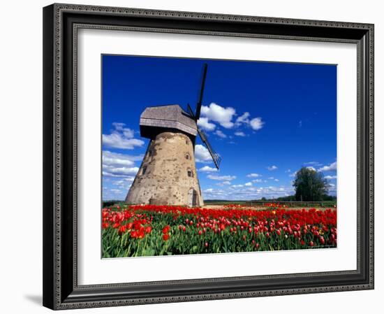 Red Tulips Surround a Traditional Windmill in Gauja National Park, Latvia-Janis Miglavs-Framed Photographic Print