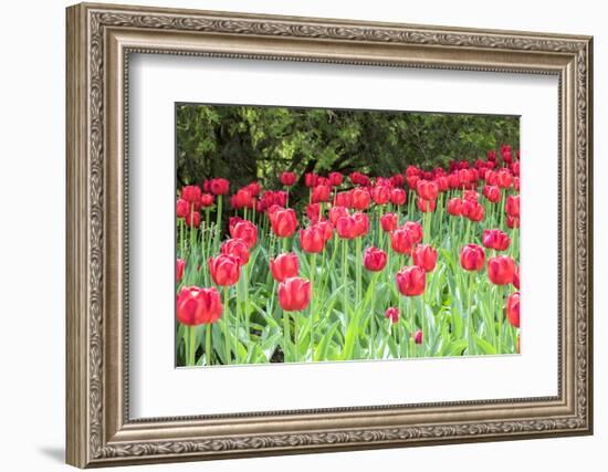 Red tulips, USA-Lisa S. Engelbrecht-Framed Photographic Print