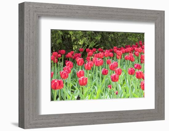 Red tulips, USA-Lisa S. Engelbrecht-Framed Photographic Print