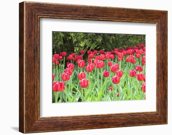 Red tulips, USA-Lisa S. Engelbrecht-Framed Photographic Print