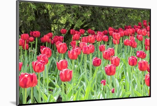 Red tulips, USA-Lisa S. Engelbrecht-Mounted Photographic Print