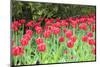 Red tulips, USA-Lisa S. Engelbrecht-Mounted Photographic Print