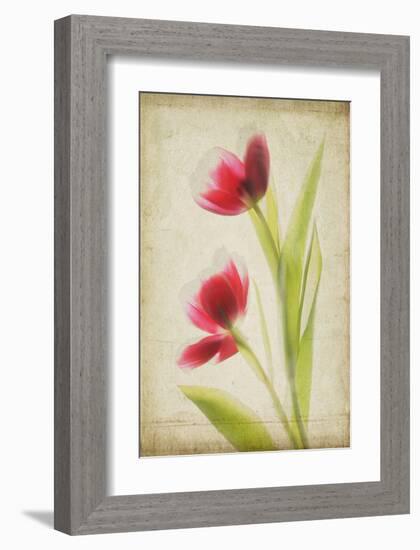 Red Tulips V-Judy Stalus-Framed Art Print