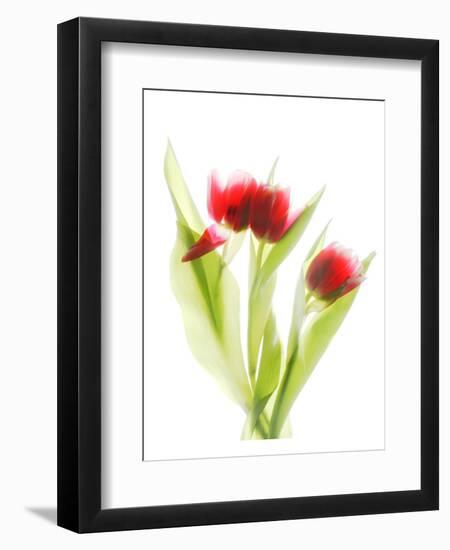 Red Tulips VI-Judy Stalus-Framed Premium Giclee Print