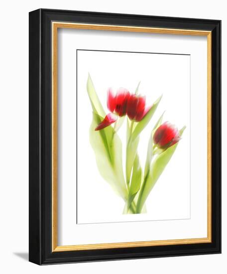 Red Tulips VI-Judy Stalus-Framed Premium Giclee Print