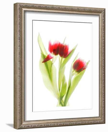 Red Tulips VI-Judy Stalus-Framed Art Print