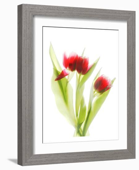 Red Tulips VI-Judy Stalus-Framed Art Print