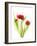 Red Tulips VI-Judy Stalus-Framed Art Print