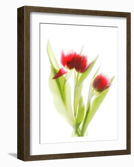 Red Tulips VI-Judy Stalus-Framed Art Print