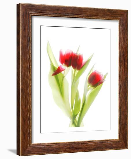 Red Tulips VI-Judy Stalus-Framed Art Print