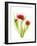 Red Tulips VI-Judy Stalus-Framed Art Print