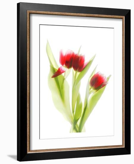 Red Tulips VI-Judy Stalus-Framed Art Print