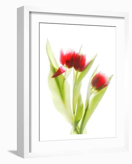 Red Tulips VI-Judy Stalus-Framed Art Print