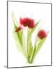 Red Tulips VI-Judy Stalus-Mounted Art Print