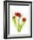 Red Tulips VI-Judy Stalus-Framed Art Print