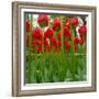 Red Tulips with Raindrops-George Lepp-Framed Photographic Print