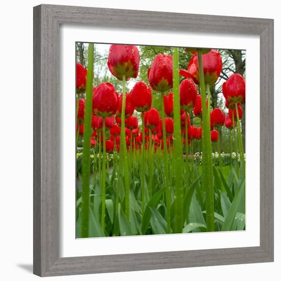 Red Tulips with Raindrops-George Lepp-Framed Photographic Print
