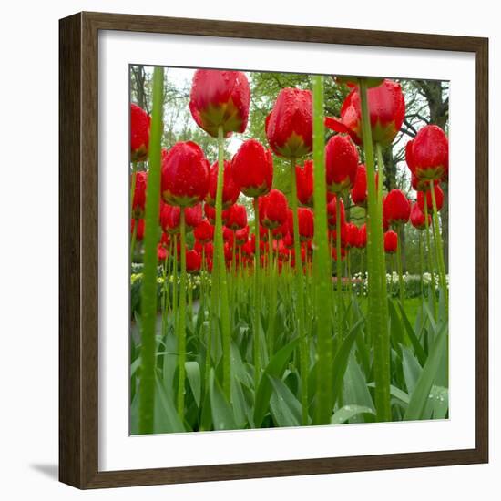 Red Tulips with Raindrops-George Lepp-Framed Photographic Print