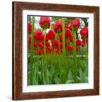 Red Tulips with Raindrops-George Lepp-Framed Photographic Print