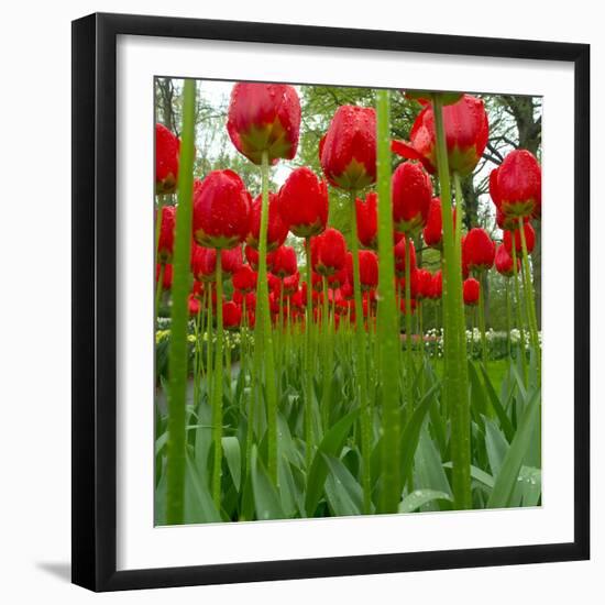 Red Tulips with Raindrops-George Lepp-Framed Photographic Print