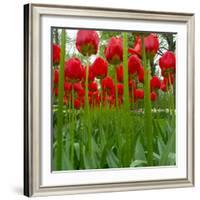 Red Tulips with Raindrops-George Lepp-Framed Photographic Print