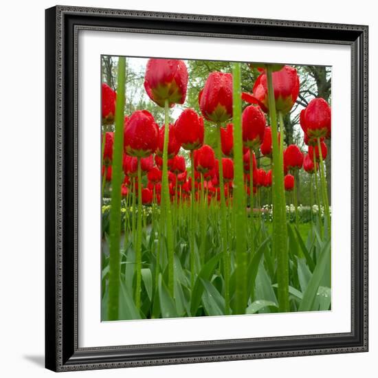 Red Tulips with Raindrops-George Lepp-Framed Photographic Print