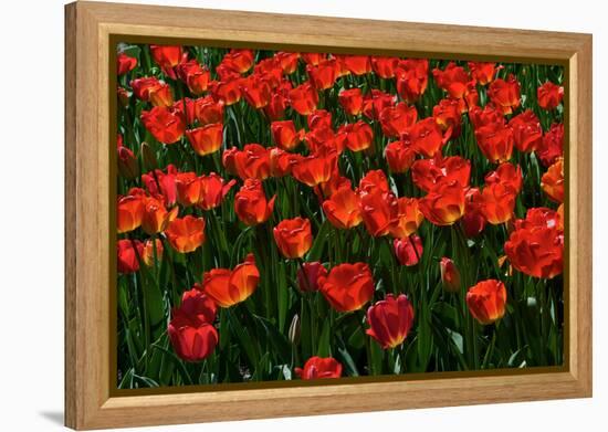 Red Tulips-Howard Ruby-Framed Premier Image Canvas