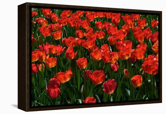 Red Tulips-Howard Ruby-Framed Premier Image Canvas