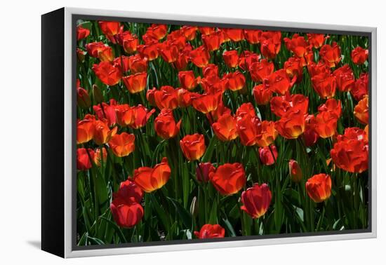 Red Tulips-Howard Ruby-Framed Premier Image Canvas