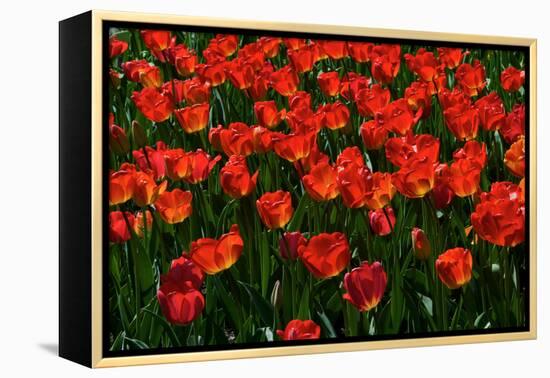 Red Tulips-Howard Ruby-Framed Premier Image Canvas