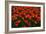 Red Tulips-Howard Ruby-Framed Photographic Print