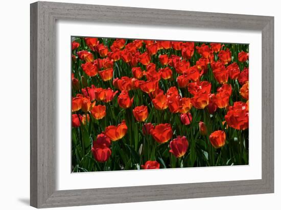 Red Tulips-Howard Ruby-Framed Photographic Print