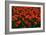 Red Tulips-Howard Ruby-Framed Photographic Print